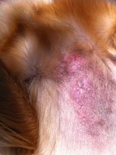 Golden-Retriever-Hündin Lucy Lu mit sichtbarem Haarausfall an der Brust und dunkel verfärbter Haut