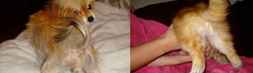 Whitnie die Pomeranian-Hündin — vor Dermagic mit schütterem Fell und sichtbaren kahlen Hautstellen, nach sechs Monaten mit vollständig wiederhergestelltem Fell
