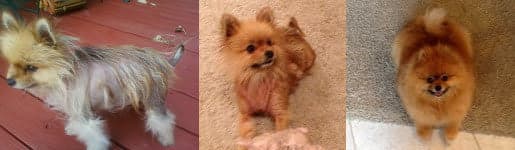 Sir Winston der Pomeranian — vorher mit kahlem Rücken und dünnem Fell, mitten in der Erholung mit nachwachsendem gesundem Fell, nach sechs Monaten ein Pomeranian mit vollem Fell