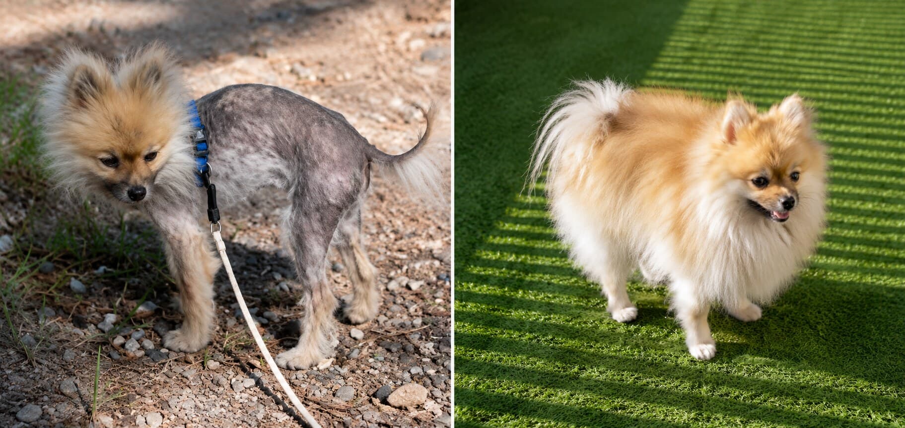 Yogi der Pomeranian — links mit kahlem Rücken und Hinterteil auf Kies stehend, rechts mit dichtem, flauschigem Pomeranian-Fell auf Gras